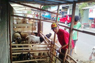 Rizki, seorang pedagang ternak musiman, merawat hewan peliharaannya dan membersihkan kandang sementara yang dibuat di sebuah jalan di Jakarta menjelang Idul Adha. [Ismira Lutfia Tisnadibrata/Khabar] 