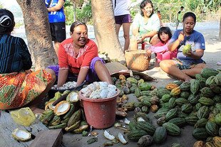 Women in Salatiga, Central Java, peel cocoa seeds on January 29th. They will use them to make food products to sell in local markets. The Youth Cocoa Collector Association is helping farmers and entrepreneurs in the region improve their livelihoods. [Okky D.Feliantiar/Khabar]. 
