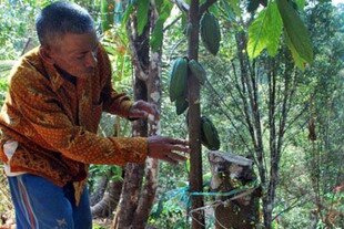 Sumiran checks his cocoa plants in Dagangan sub-district of Madiun, East Java, on January 20th. Indonesia is the world's third largest cocoa exporter and most cocoa plantations are owned by small farmers. [Yenny Herawati/Khabar].