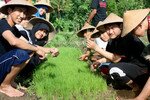 Kaum muda dari Indonesia, Thailand, dan Filipina belajar cara menanam padi di Desa Brayut, Jawa Tengah, pada tanggal 24 Januari. Kegiatan ini merupakan bagian dari Join Opinion Solving for Southeast Asia (JOSSEA), sebuah forum bagi para pemimpin ASEAN di masa depan. [Foto sumbangan JOSSEA]