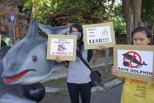 Animal rights activists stage a rally in Bali to protest the use of dolphins in recreation facilities and traveling circuses. In February, a pair of the legally protected wild animals was being kept for display at a restaurant in Bali. [Photo: Jakarta Animal Aid Network].