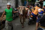 A man walks a cow to be sacrificed on Idul Adha through a Jakarta neighborhood on October 13th. On the Feast of the Sacrifice, Muslims remember Ibrahim's readiness to sacrifice his own son to God. [Romeo Gacad/AFP]