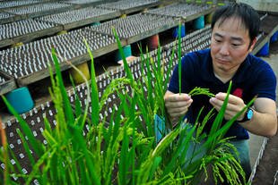 Tsutomu Ishimaru, head of the International Rice Research Institute (IRRI)-led SPIKE breeding programme, inspects a rice plant with the SPIKE gene at Los Banos in Manila on Friday (November 29th). The so-called wonder rice gene could dramatically increase yields of one of the world's most important food crops. [AFP/IRRI]