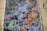 Muslim pilgrims head to the "Jamarat" ritual, the symbolic stoning of Satan, where they throw pebbles at pillars, in Mina, near the holy city of Mecca, in October 2013. [Fayez Nureldine/AFP]