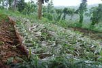 Locals hope ginger farming will provide an economic boost to Madiun's Kepel area. [Alisha Nurhayati/Khabar]